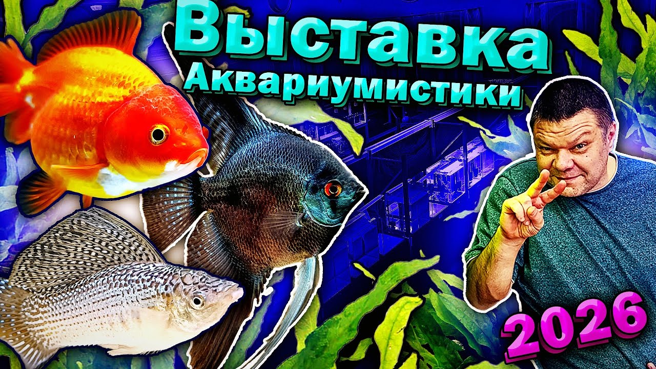 Выставка аквариумных рыбок 2026. Подготовка аквариумов [1 день]