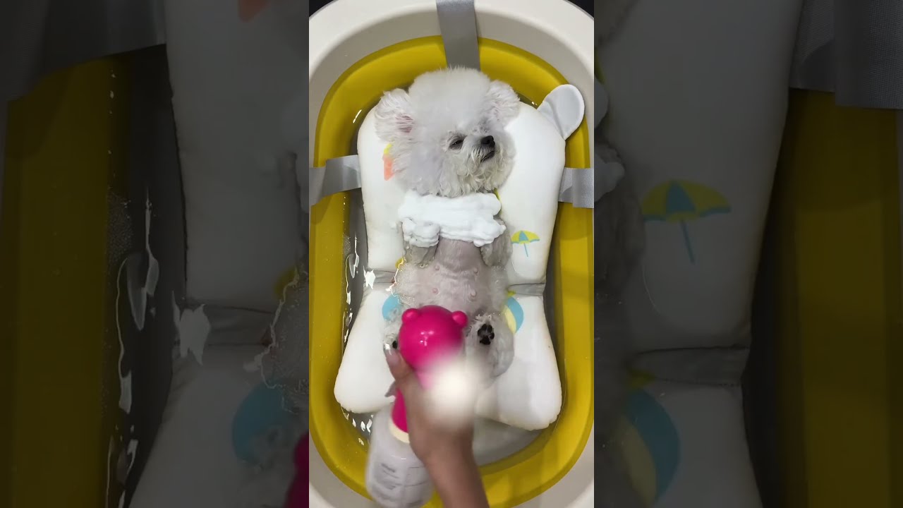 J Adopte Ce Chien Et Je Le Fait Revivre Pourtoi