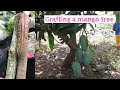 Mango Grafting Technique Video Update