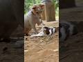 Doggie And Kitty Fight ЁЯШВЁЯШВ L DonтАЩt Laugh At All ЁЯдгЁЯдг L Pets Queen L 2025 Cat Funny Dog Cute Doggie And Kitty Fight ЁЯШВЁЯШВ L DonтАЩt Laugh At All ЁЯдгЁЯдг L Pets Queen L 2025 Cat Funny Dog Cute
