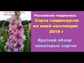 Российские гладиолусы.  Сорта гладиолусов из моей коллекции 2019 г.