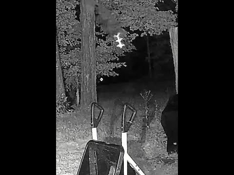 THREE FIN ROD 1/8 SPEED raw footage of skyfish or rods in the ...