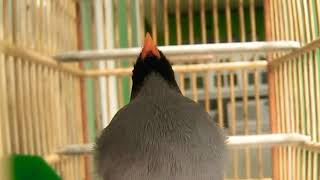 Kicau Burung Sulingan Suara Unik #Smart Bird Song