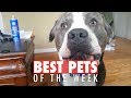 Best Pets of the Week | July 2018 Week 1