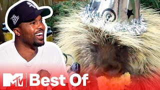 Ridiculousnessly Popular Videos: Adorable Animal Edition 🦔 Ridiculousness
