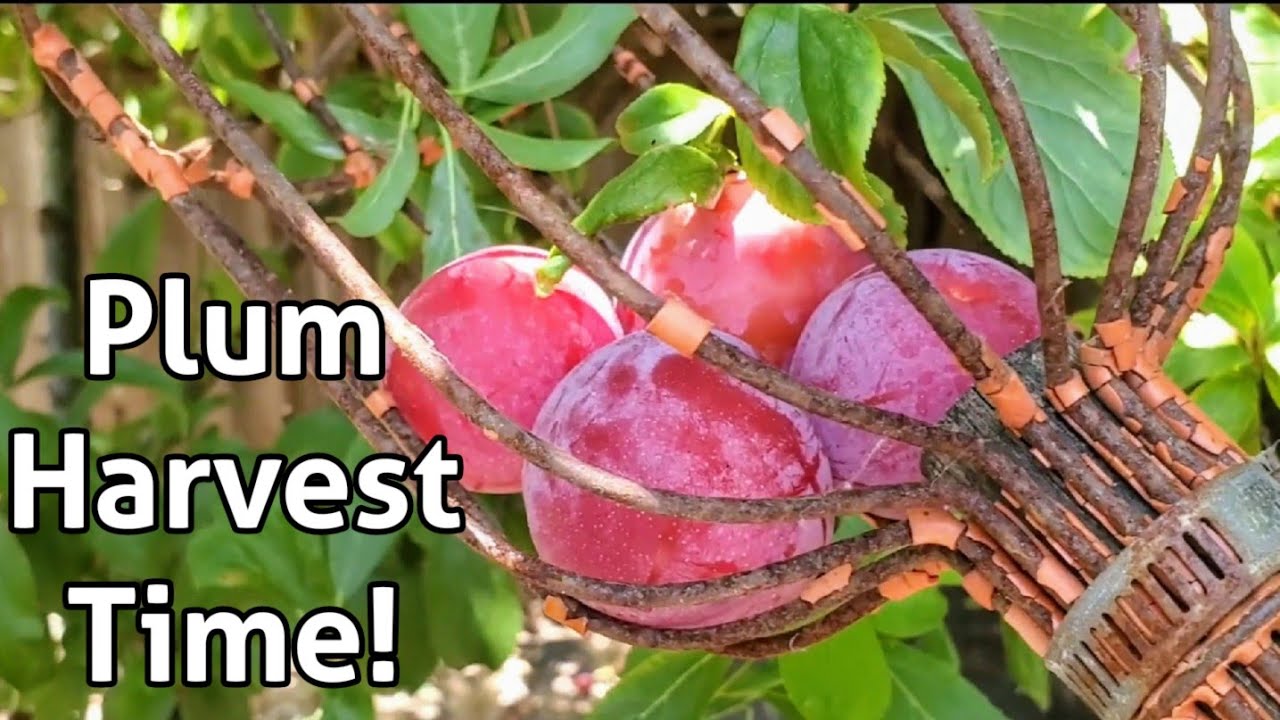 Time to Pick the Santa Rosa Plums!...It's Harvest Time YouTube