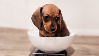 How much do the puppies weigh? | Mini Dachshund Puppies