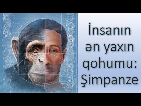 Video: Şimpanzelər insanları yeyərdilərmi?