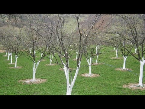 Video: Obvladovanje rje na rastlini geranije: kako opaziti simptome rje na listih geranije