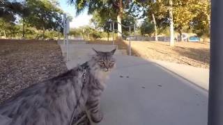 The New Park by King Curtis the Cat 241 views 7 years ago 2 minutes, 16 seconds