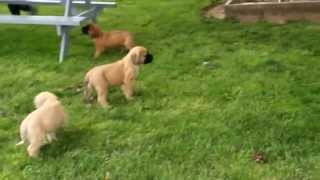 English Mastiff Puppies For Sale