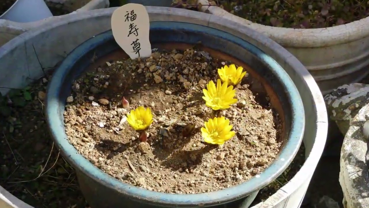 姫立金花と福寿草