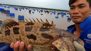 Nước Rút Bắt Tôm Tích Nước Lớn Thả Lưới Quá Trời Hải Sản Đủ Loại /Đạt Nguyễn Cần Giờ