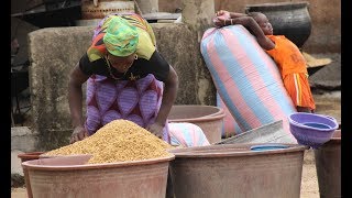 L'ambitieux défi du riz africain