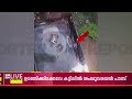 ഗൃഹനാഥൻ ഉറങ്ങിക്കിടക്കവേ കട്ടിലിൽ ശംഖുവരയൻ പാമ്പ് | Pathanamthitta | Snake