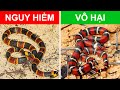 18 Loài Rắn Đẹp Và Nguy Hiểm Nhất Hành Tinh