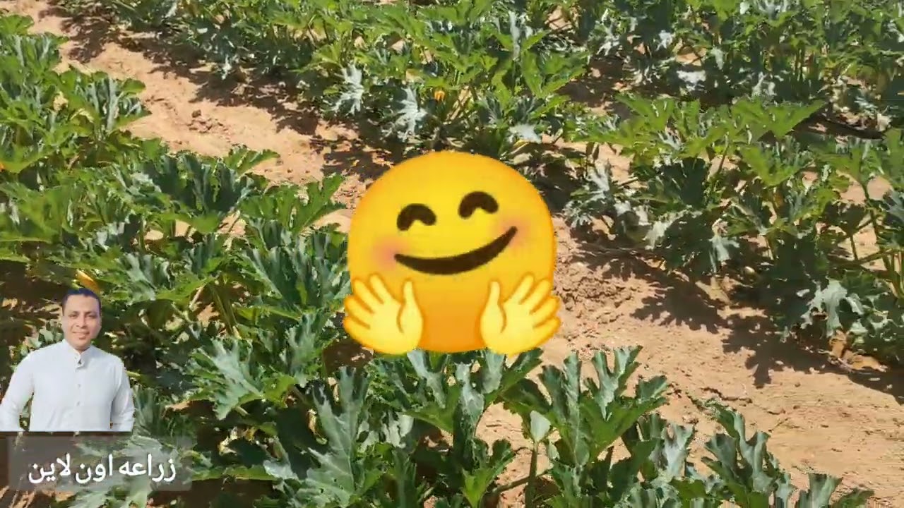 حل اهم ٣ مشاكل بتواجه زراعة الكوسه خلال فصل الصيف