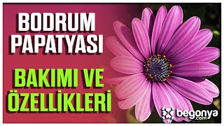 Bodrum Papatyası Bakımı Ve Özellikleri