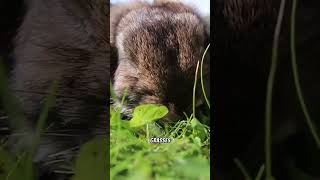 5 Facts about Rabbits! #easter