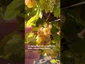 No One Picked These Grapes 😳🍇 #Nature #Vineyard #Grapes #NatureLovers #HiddenBeauty #viralshorts