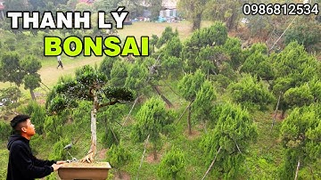 Thanh lý cả đồi Tùng Cối và nhiều Bonsai ở Long Biên, Hà Nội