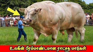 உலகின் பிரம்மாண்டமான ராட்சத மாடுகள் | Biggest Bulls in the World Tamil | Vinotha Unmaigal