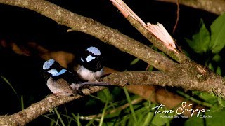 Superb Fairy-wren (Malurus cyaneus ) HD Video Clip 2/2 Tim Siggs ABVC Australian Bird Media