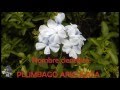 Plumbago Auriculata// Celestina// Jazmín del cielo // Azulina// Jazmín celeste//Mi jardincito MX