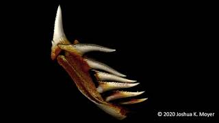Shark Education: White Shark Teeth CT Scan -Joshua Moyer