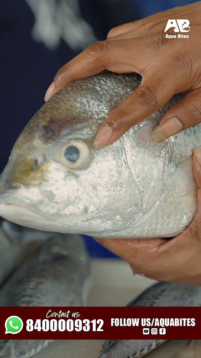 Original white snapper and how to assess its quality ||#aquabites