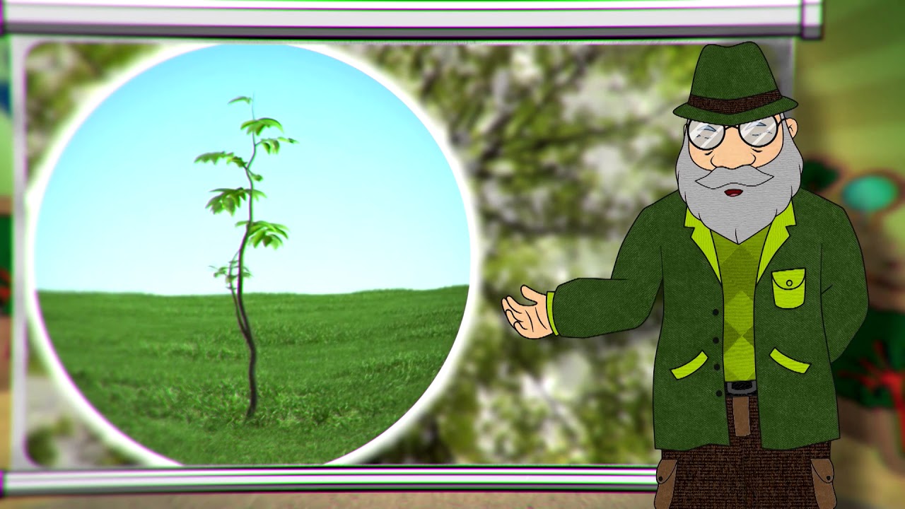 Erdő Ernő Bácsi meséi - Miért vastagodik a fa törzse?