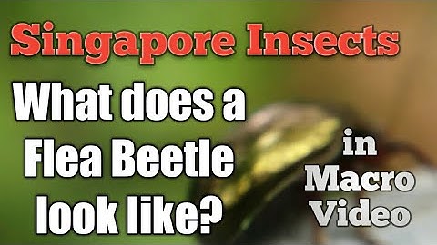 What does a flea beetle look like ? Singapore insect macro video