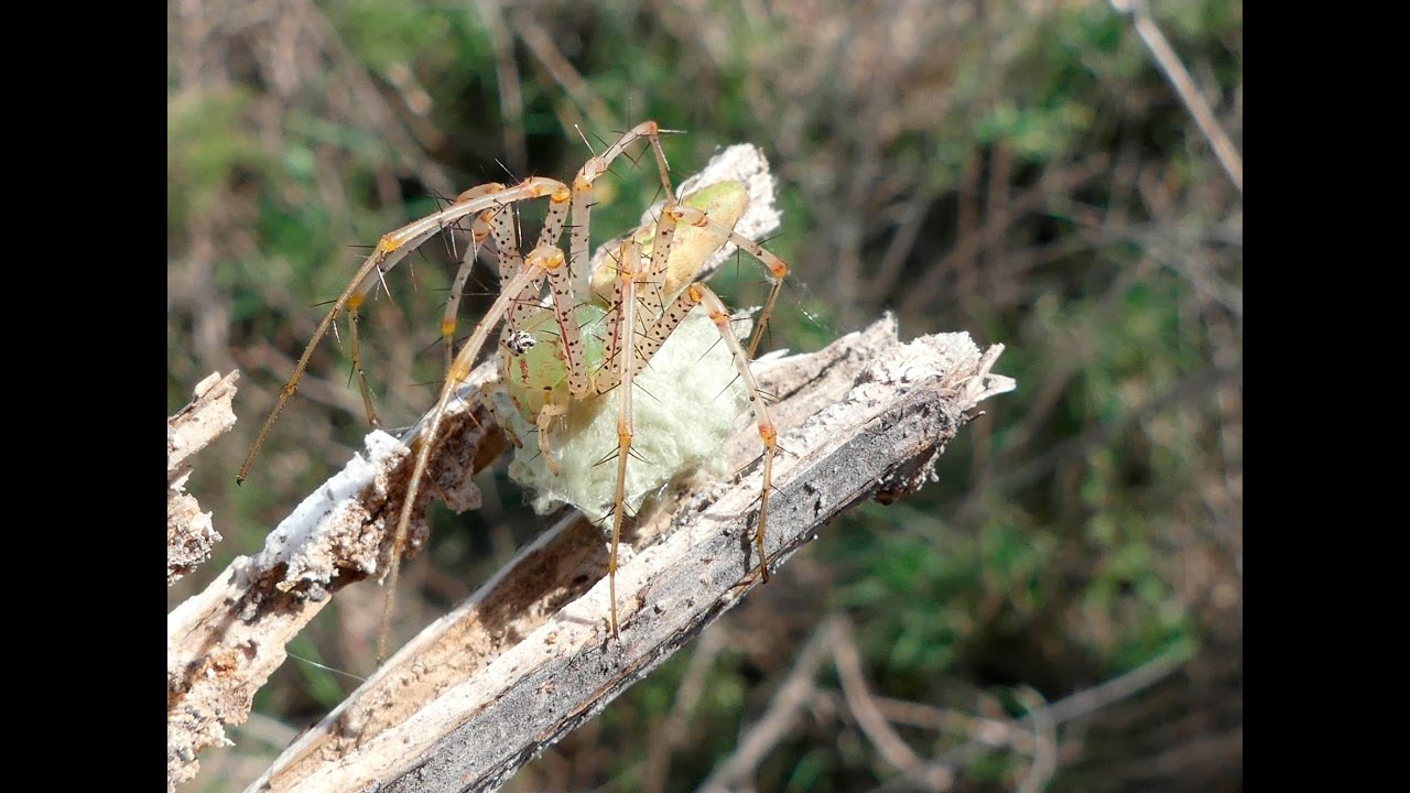 camera iphone 8 plus apk MAMA SPIDER PROTECTING HER EGG POD . SAN MARCOS-TEXAS . LUMIX FZ300 4K