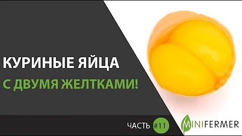 ПОЧЕМУ В ЯЙЦАХ ДВА ЖЕЛТКА (Яйца. Часть 11) Природные 