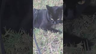 Moony waiting for his walk, hopping like a rabbit, rolling around in dirt and other fun stuff.