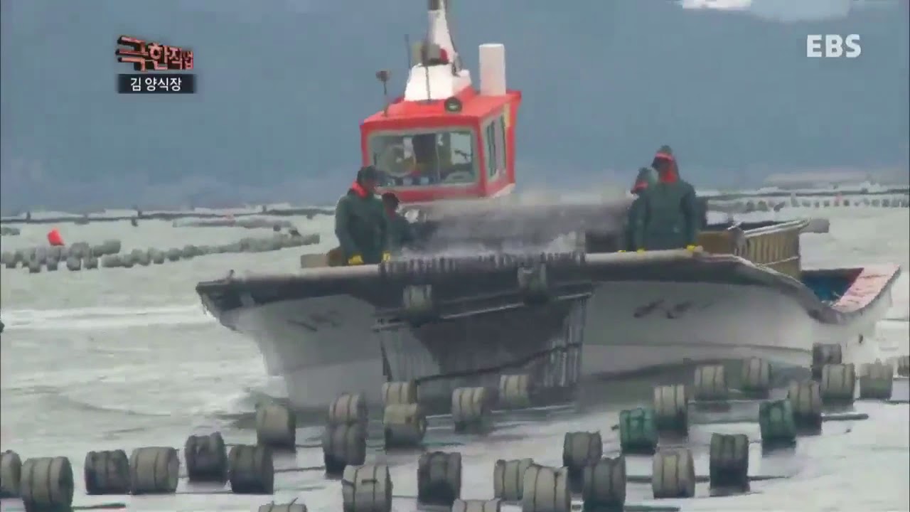 Worker kim ( budidaya rumput laut ) korea 