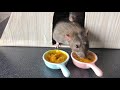 Вкусный завтрак для крыс 🐀