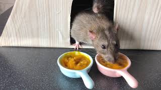 Вкусный завтрак для крыс 🐀