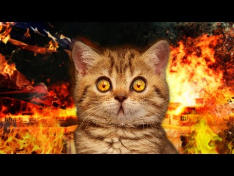 WHAT HAVE I DONE? | Cat President | #2