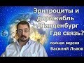 Эритроциты и дирижабль Гинденбург. Где связь?