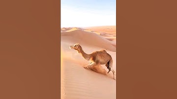 تلاوة خاشعة ومؤثرة للقارئ عبد الباسط عبد الصمد #عبدالباسط_عبدالصمد #تلاوة_خاشعة #القرآن_الكريم