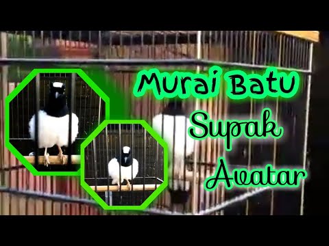 VIDEO : murai batu haji dada putih - akhirnya ku menemukanmu di markas rbf.. terjawab sudah selama ini akan misteri burung tersebutbenar adanya atau hanya ...