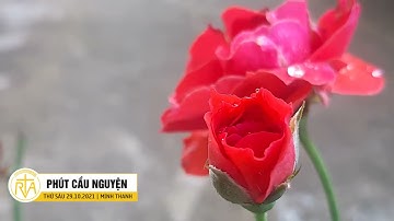 Phút Cầu Nguyện, Thứ Sáu 29/10/2021: Người trẻ nhận ra cách Thiên Chúa tỏ mình