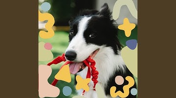 Sensational Backdrops for Resting Dogs