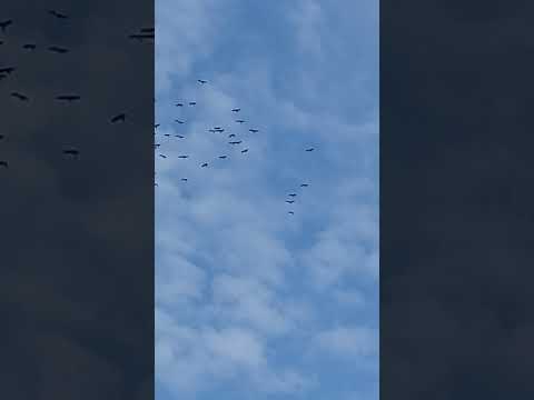 Журавлі - YouTube