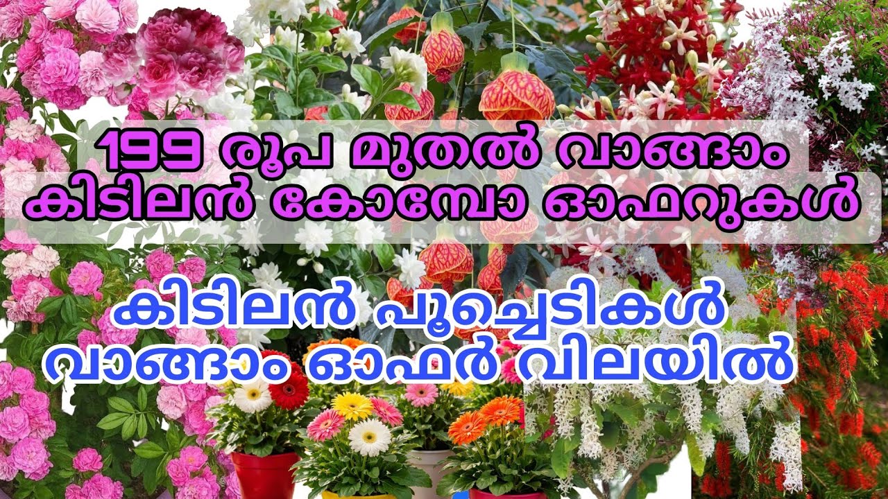 🔥🌺😍199 രൂപ മുതൽ കോമ്പോ ഓഫറിൽ പൂച്ചെടികൾ വാങ്ങിയാലോ?#reels #viral #garden #trending 