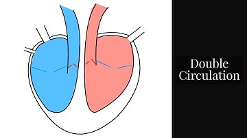 Double Circulation-Part of the Circulatory System-Leaving Cert Biology
