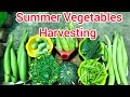 Summer season vegetables big harvesting of my terrace gardenkiranskitchengardenharvestingharvest