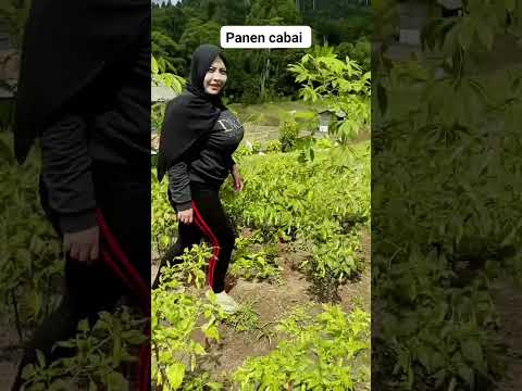 Janda Desa Panen Cabai