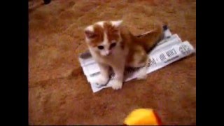 Cute Angry Kitten Attack